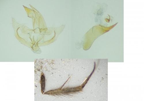 Borkhausenia fuscescens